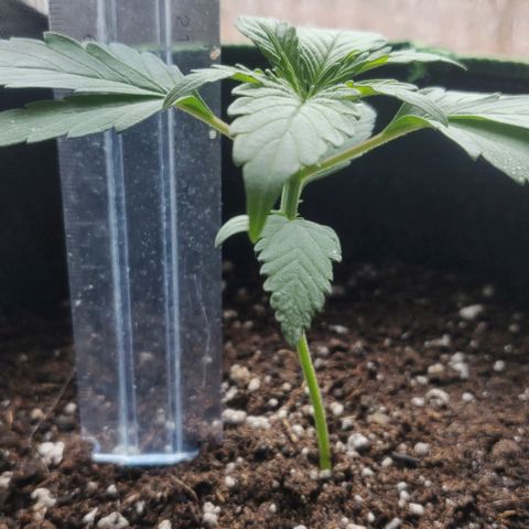Blueberry Zkittlez Automatic growlog timeline photo