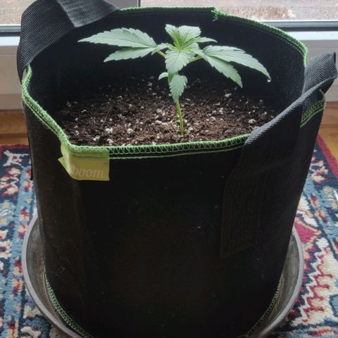 Blueberry Zkittlez Automatic growlog timeline photo