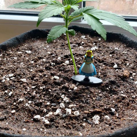 Blueberry Zkittlez Automatic growlog timeline photo