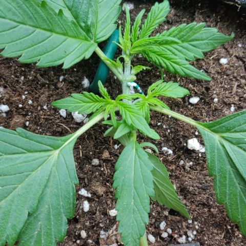 Blueberry Zkittlez Automatic growlog timeline photo