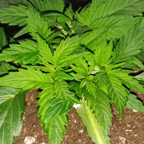 Blueberry Zkittlez Automatic growlog timeline photo