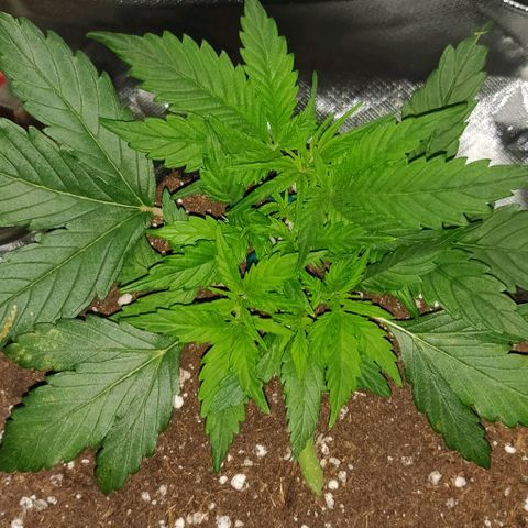 Blueberry Zkittlez Automatic growlog timeline photo
