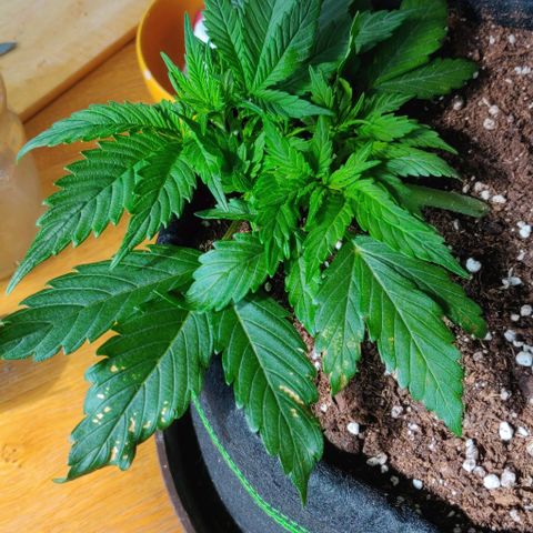 Blueberry Zkittlez Automatic growlog timeline photo