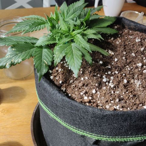 Blueberry Zkittlez Automatic growlog timeline photo
