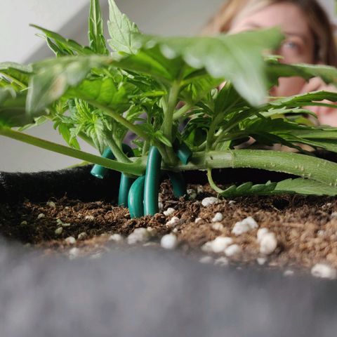 Blueberry Zkittlez Automatic growlog timeline photo
