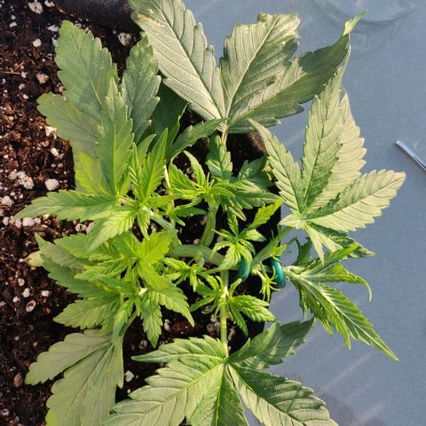 Blueberry Zkittlez Automatic growlog timeline photo