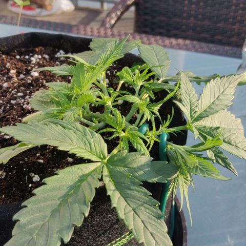 Blueberry Zkittlez Automatic growlog timeline photo