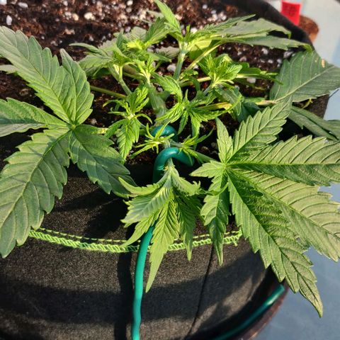 Blueberry Zkittlez Automatic growlog timeline photo