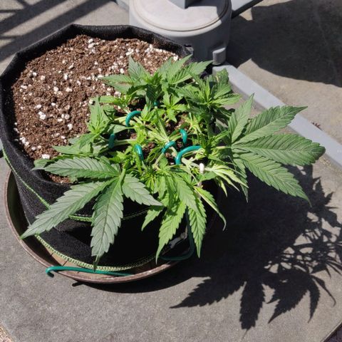 Blueberry Zkittlez Automatic growlog timeline photo