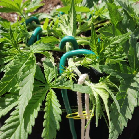 Blueberry Zkittlez Automatic growlog timeline photo