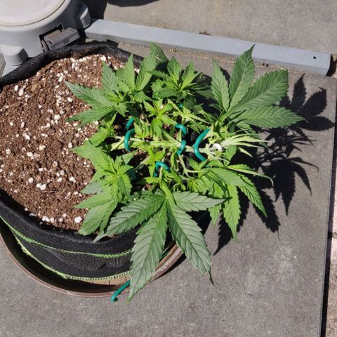 Blueberry Zkittlez Automatic growlog timeline photo