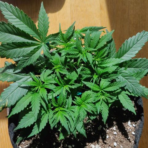 Blueberry Zkittlez Automatic growlog timeline photo