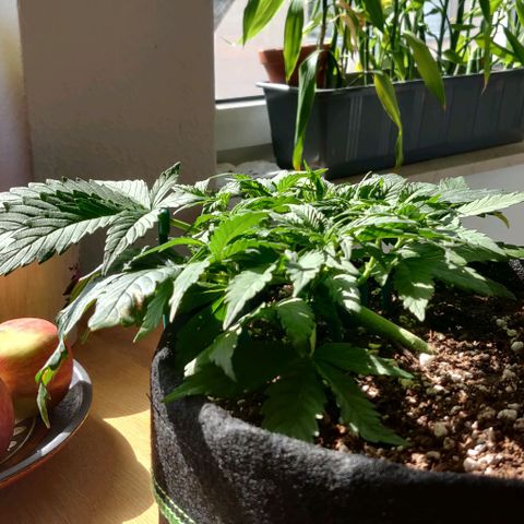Blueberry Zkittlez Automatic growlog timeline photo