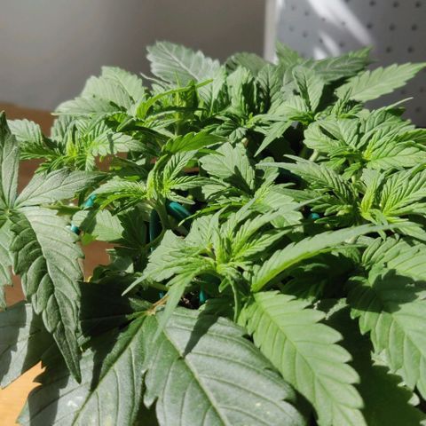 Blueberry Zkittlez Automatic growlog timeline photo