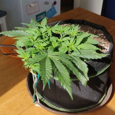 Blueberry Zkittlez Automatic growlog timeline photo