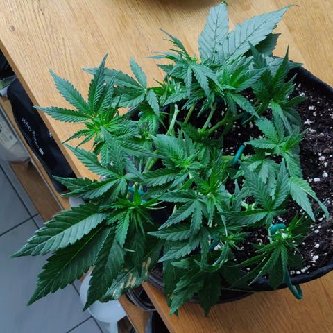Blueberry Zkittlez Automatic growlog timeline photo
