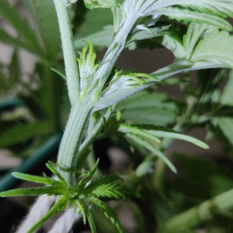 Blueberry Zkittlez Automatic growlog timeline photo