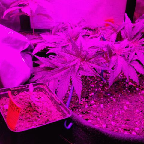 Blueberry Zkittlez Automatic growlog timeline photo