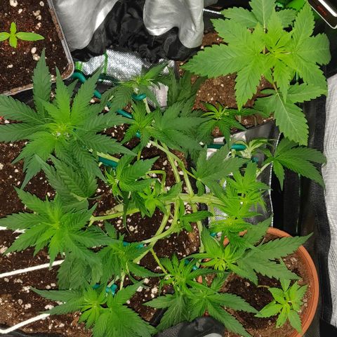 Blueberry Zkittlez Automatic growlog timeline photo