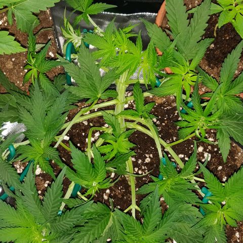 Blueberry Zkittlez Automatic growlog timeline photo