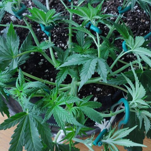 Blueberry Zkittlez Automatic growlog timeline photo