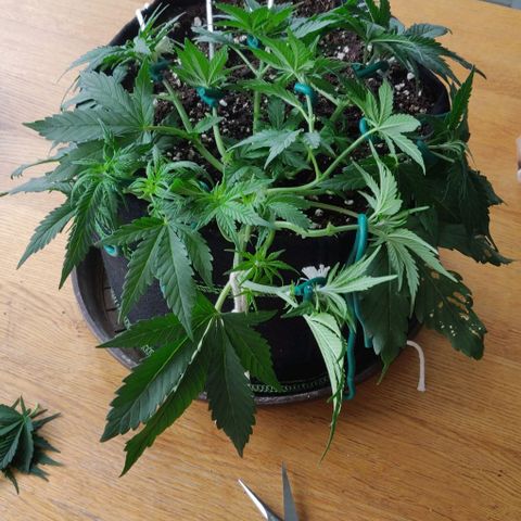 Blueberry Zkittlez Automatic growlog timeline photo