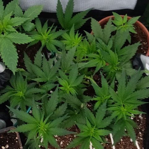 Blueberry Zkittlez Automatic growlog timeline photo