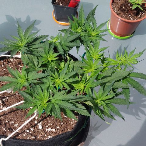 Blueberry Zkittlez Automatic growlog timeline photo
