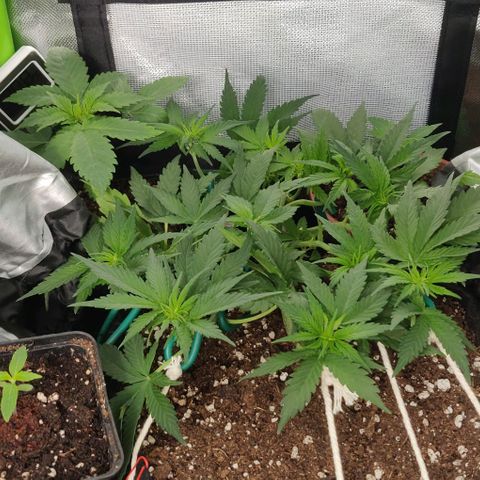Blueberry Zkittlez Automatic growlog timeline photo