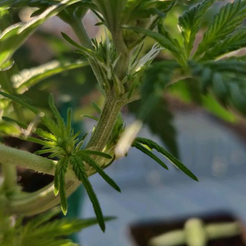 Blueberry Zkittlez Automatic growlog timeline photo