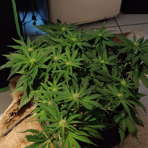 Blueberry Zkittlez Automatic growlog timeline photo