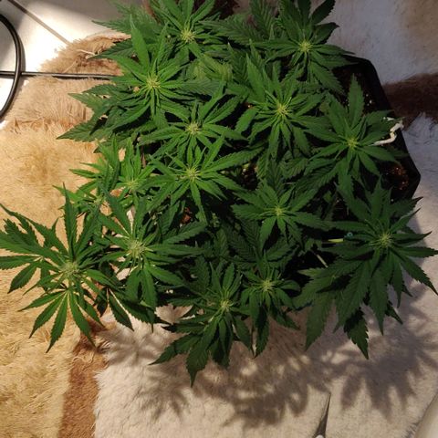 Blueberry Zkittlez Automatic growlog timeline photo