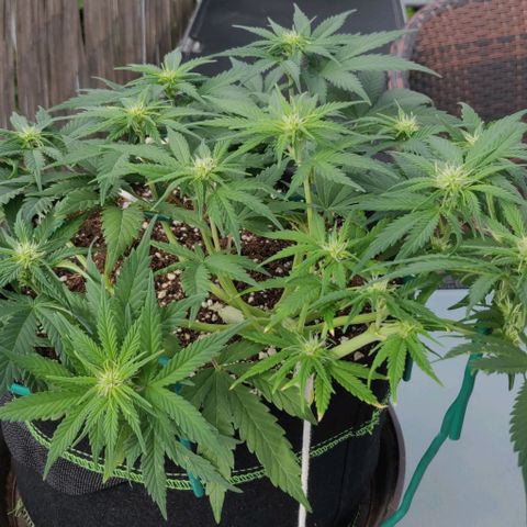 Blueberry Zkittlez Automatic growlog timeline photo