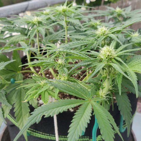 Blueberry Zkittlez Automatic growlog timeline photo