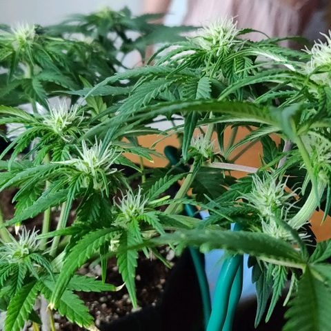 Blueberry Zkittlez Automatic growlog timeline photo