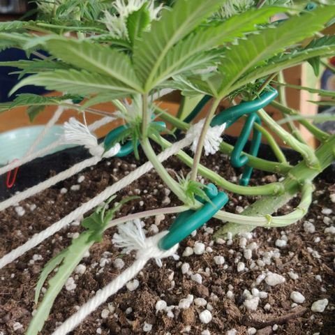 Blueberry Zkittlez Automatic growlog photo: Popkorn oder nicht?