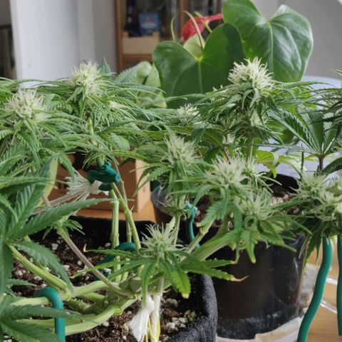 Blueberry Zkittlez Automatic growlog photo: Popkorn oder nicht?