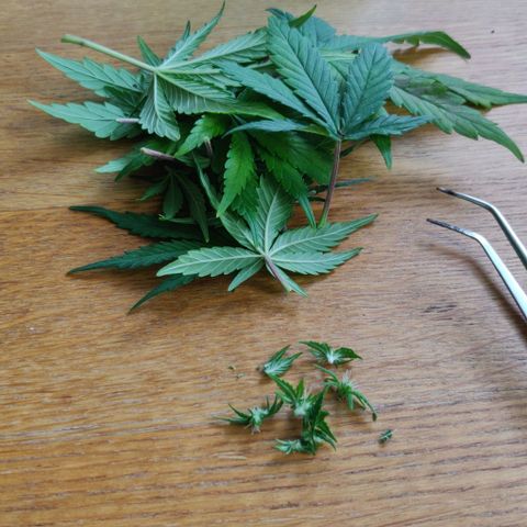 Blueberry Zkittlez Automatic growlog timeline photo