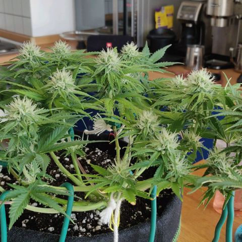 Blueberry Zkittlez Automatic growlog timeline photo