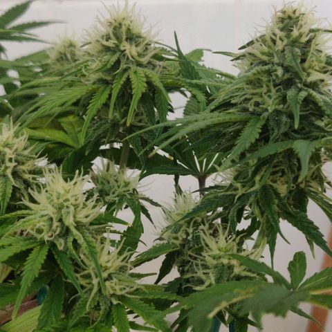 Blueberry Zkittlez Automatic growlog timeline photo