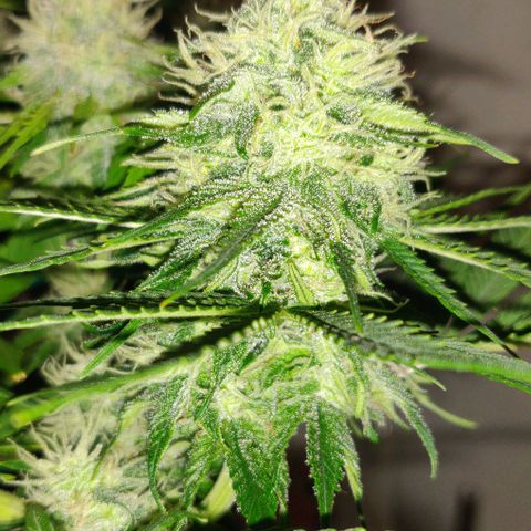 Blueberry Zkittlez Automatic growlog timeline photo
