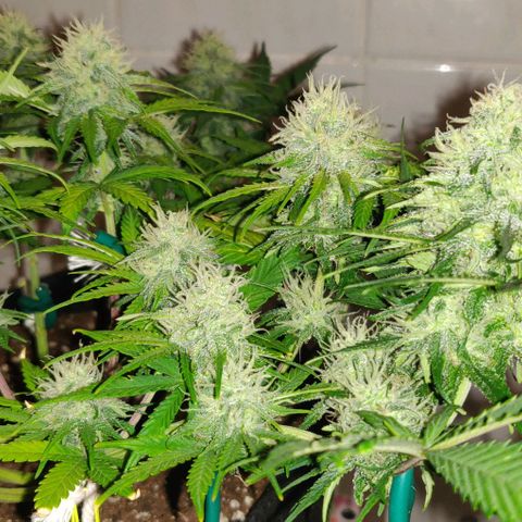 Blueberry Zkittlez Automatic growlog timeline photo