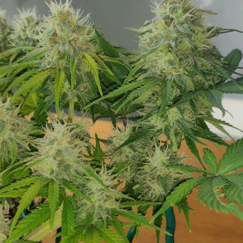 Blueberry Zkittlez Automatic growlog timeline photo