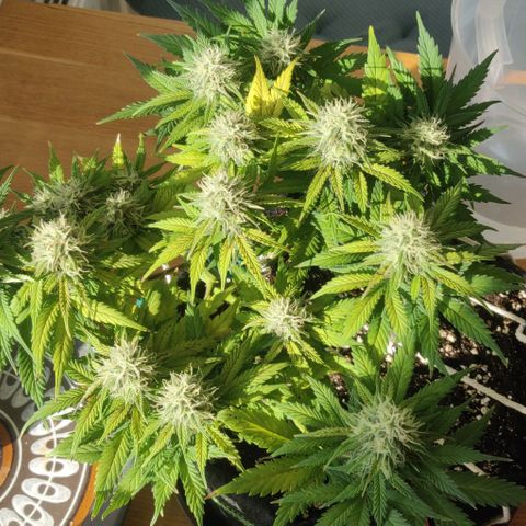 Blueberry Zkittlez Automatic growlog timeline photo