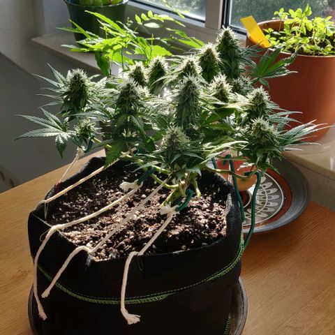 Blueberry Zkittlez Automatic growlog timeline photo