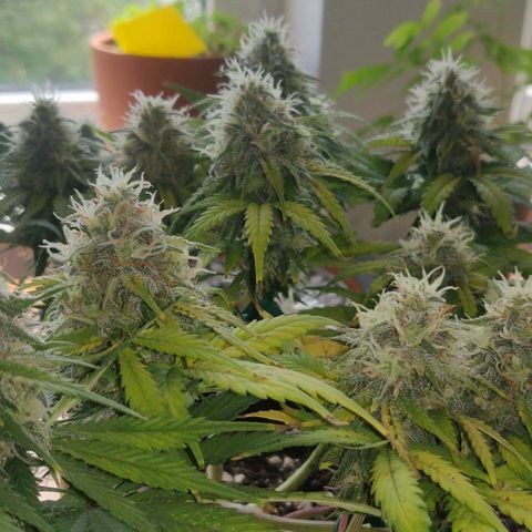 Blueberry Zkittlez Automatic growlog timeline photo