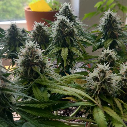 Blueberry Zkittlez Automatic growlog timeline photo