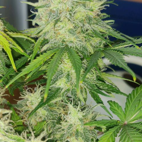 Blueberry Zkittlez Automatic growlog timeline photo