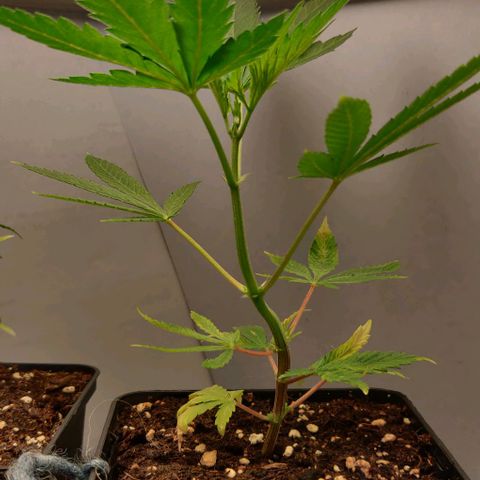 Die Drei von der Tanke growlog timeline photo