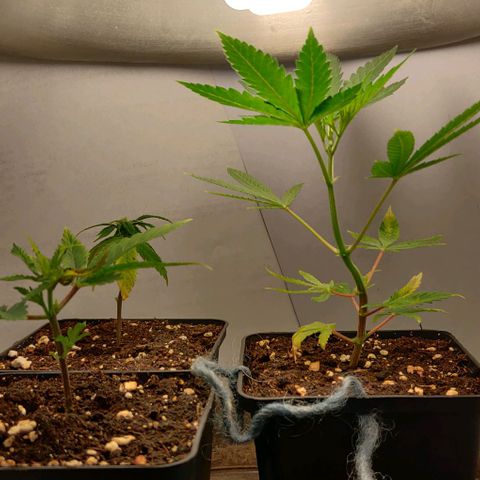Die Drei von der Tanke growlog timeline photo
